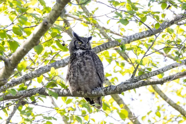 Great Horned Owl Vancouver Canada — Stock Photo, Image