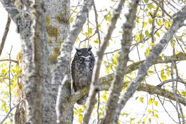 Great Horned Owl Vancouver Canada — Stock Photo, Image