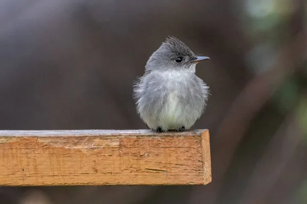 Western Wood Pewee Ave Vancouver Canada — Foto de Stock