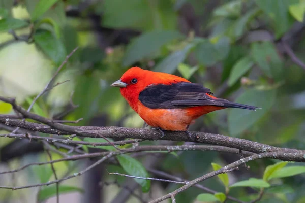 Červená Scarlet Tanager Pták Vancouver Kanada — Stock fotografie