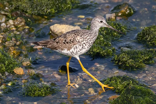 海岸鳥バンクーバーの大きな黄色い足Bcカナダ — ストック写真