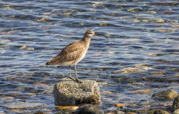 Shore Bird Whimbrel Vancouver Canada — Stock Photo, Image