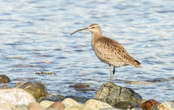 Ptak Przybrzeżny Whimbrel Vancouver Kanada — Zdjęcie stockowe