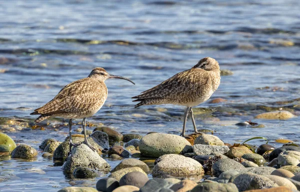 Ptak Przybrzeżny Whimbrel Vancouver Kanada — Zdjęcie stockowe