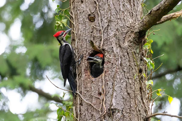 Pileated Woodpecker Nest Vancouver Canada — 스톡 사진