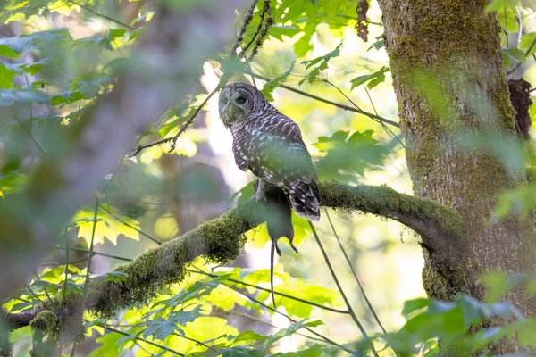 Barred Owl Bird Rat Port Coquitlam Canada July 2022 — стоковое фото