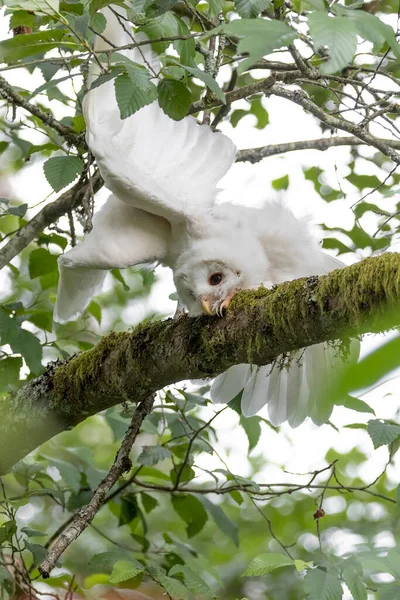 White Albinos Leucistic Fledgling Barred Owl Port Coquitlam Canada July — Zdjęcie stockowe