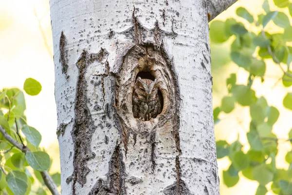 Flammulated Owl Nest Kelowna Canada June 2022 — Zdjęcie stockowe