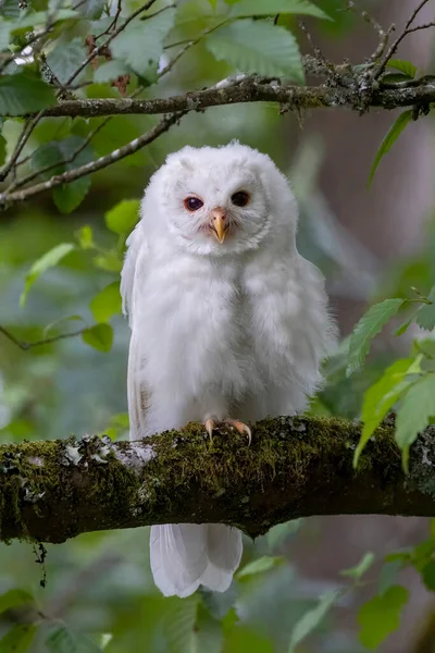 White Albinos Leucistic Fledgling Barred Owl Port Coquitlam Canada July — Φωτογραφία Αρχείου