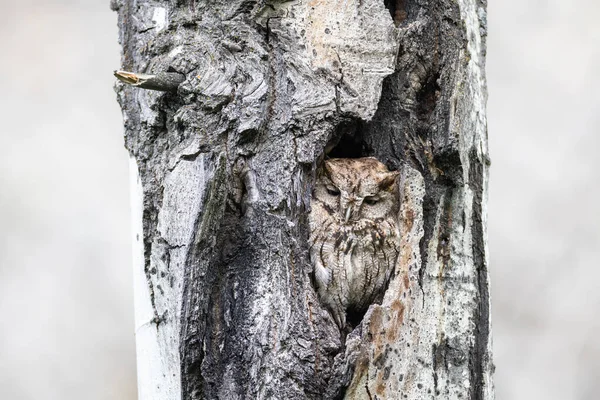 Western Screech Owl Nest Kelowna Canada — стоковое фото