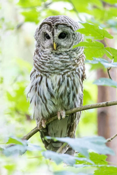Barred Owl Bird Port Coquitlam Canada July 2022 — 图库照片