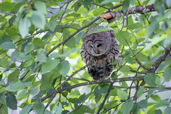 Barred Owl Bird Port Coquitlam Canada July 2022 — Foto Stock