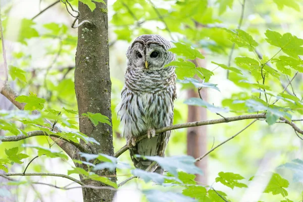 Barred Owl Bird Port Coquitlam Canada July 2022 — Stok fotoğraf