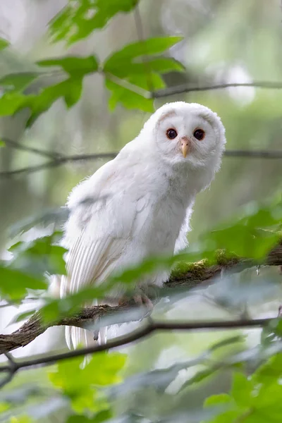 White Albinos Leucistic Fledgling Barred Owl Port Coquitlam Canada July — Stok fotoğraf