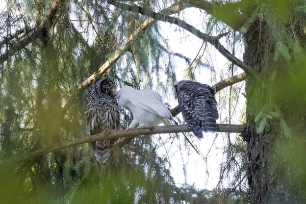 White Albinos Leucistic Fledgling Barred Owl Port Coquitlam Canada July — Fotografia de Stock