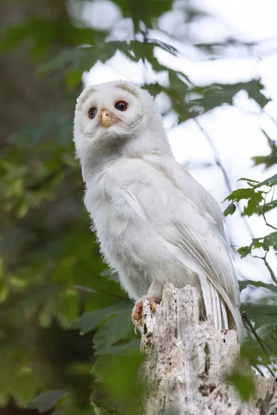 White Albinos Leucistic Fledgling Barred Owl Port Coquitlam Canada July — Foto Stock