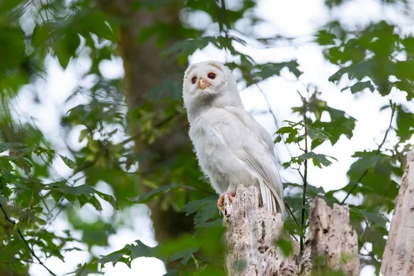 White Albinos Leucistic Fledgling Barred Owl Port Coquitlam Canada July —  Fotos de Stock