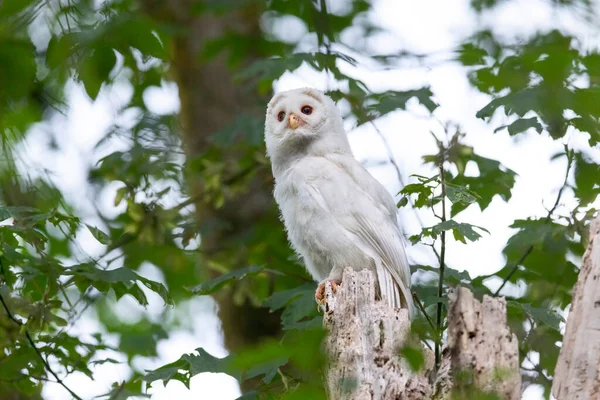 Witte Albino Leucistische Jonge Barred Uil Port Coquitlam Canada Juli — Stockfoto