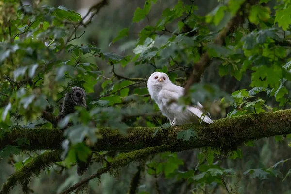 White Albinos Leucistic Fledgling Barred Owl Port Coquitlam Canada July —  Fotos de Stock