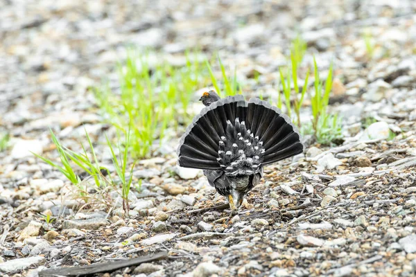 Sooty Grouse West Vancouver Canada July 2022 — Stock Photo, Image