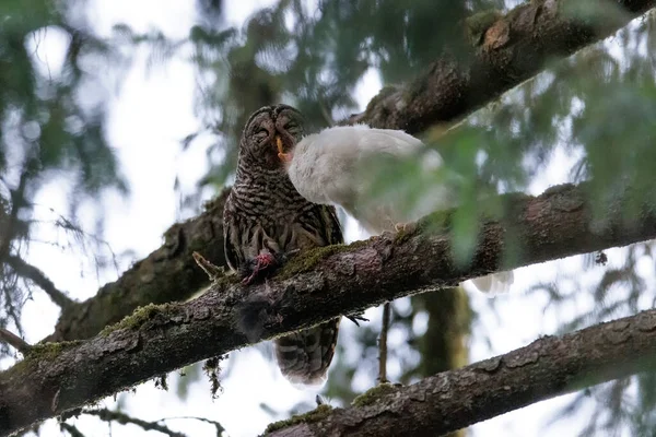 White Albinos Leucistic Fledgling Barred Owl Port Coquitlam Canada July — Stock Photo, Image