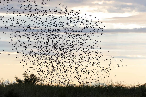 Starlings Murmuration Birds Richmond Canada —  Fotos de Stock