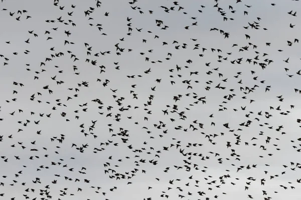 Starlings Murmuration Birds Richmond Canada — Foto Stock