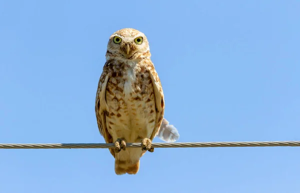 Burrowing Owl Bird Washington United States — Stock Photo, Image