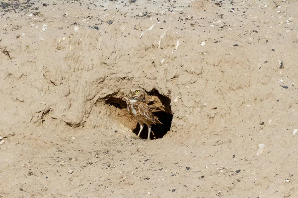 Burrowing Owl Bird Nest Washington United States — Stok fotoğraf