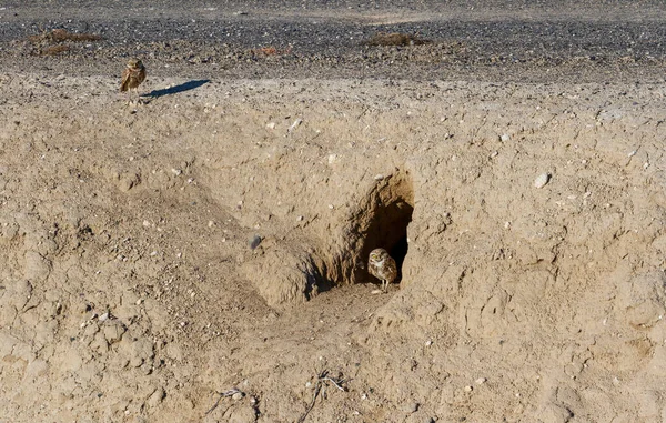 Burrowing Owl Bird Nest Washington United States — 图库照片