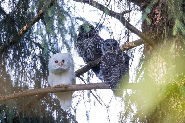 White Albinos Leucistic Fledgling Barred Owl Port Coquitlam Canada July 免版税图库照片