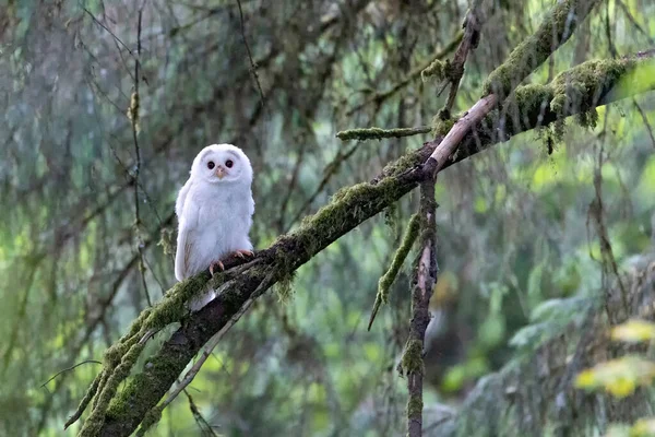 White Albinos Leucistic Fledgling Barred Owl Port Coquitlam Canada July Stok Resim