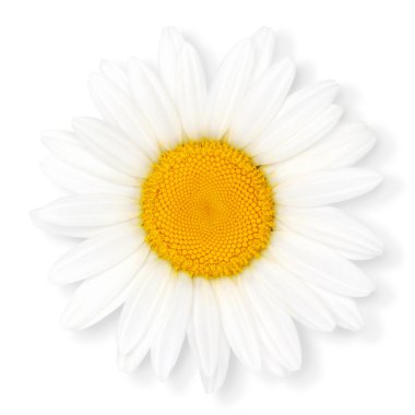 papatya çiçeği.