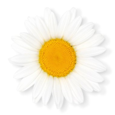 Camomile flower. clipart