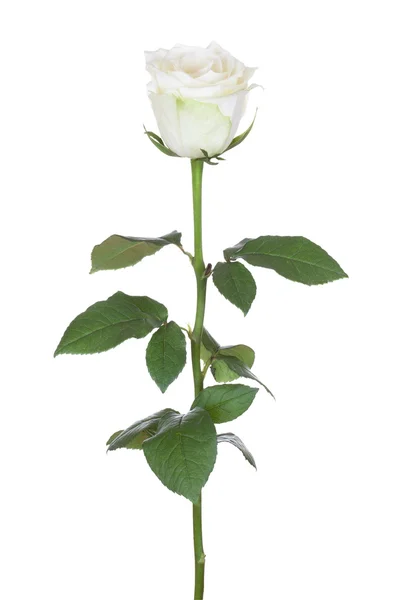 Einzelne weiße Rose. — Stockfoto