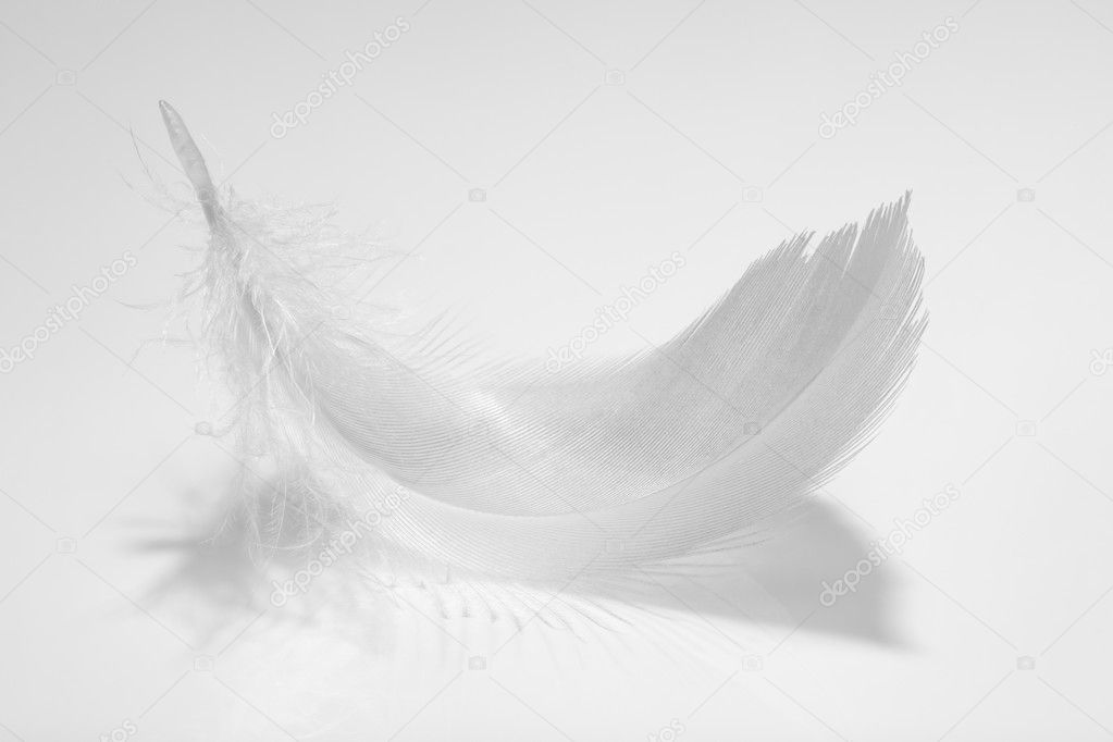 Gray feather.