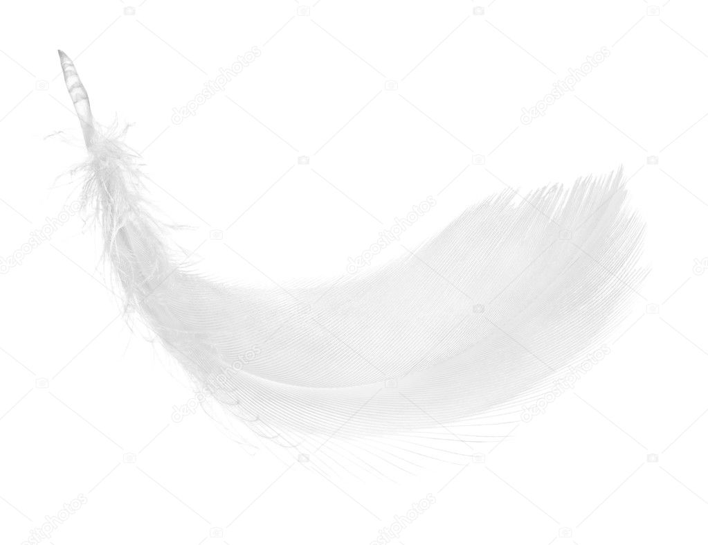 Gray feather.