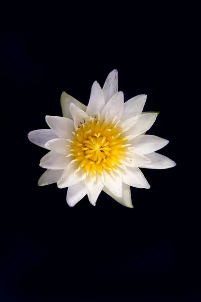 Siyah Zeminde Güzel Bir Nilüfer Çiçeği — Stok fotoğraf
