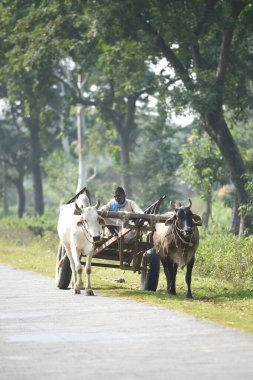 GAYA, BIHAR, INDIA-02 Kasım 2014: Gaya, Bihar 'da kırsal yolda Oxcart süren çiftçi.