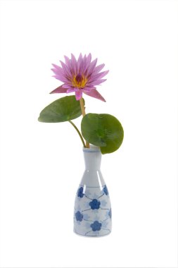 Beyaz arkaplanda izole edilmiş vazodaki pembe su zambağı.