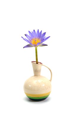 Beyaz arka planda izole edilmiş vazoda mor bir nilüfer çiçeği.