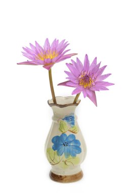 Beyaz arkaplanda izole edilmiş vazodaki pembe su zambağı.