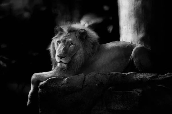 Portrait Roi Lion Isolé Sur Noir — Photo