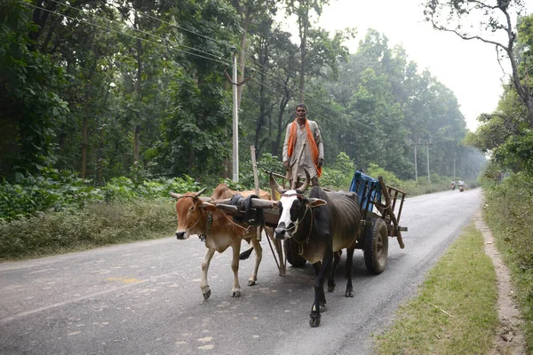 GAYA, BIHAR, INDIA-31 Ekim 2014: Gaya, Bihar 'da kırsal yolda Oxcart süren çiftçi.