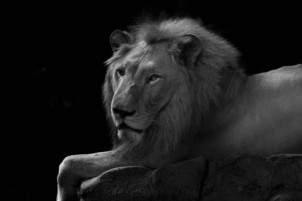 Portrait Lion King Isolated Black — Stock Photo, Image