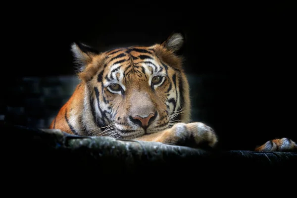 Retrato Belo Grande Tigre Bengala Fundo Preto — Fotografia de Stock