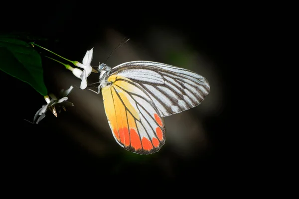 Close Beautiful Butterfly Flower Garden Isolated Black — Stock fotografie