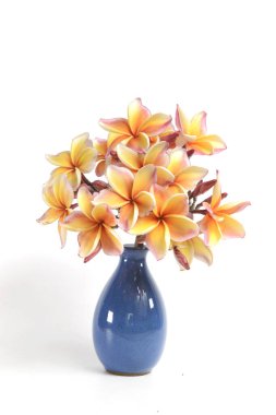 Beyaz arka planda izole edilmiş mavi vazodaki Plumeria çiçekleri