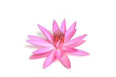 Beyaz arka planda izole edilmiş yumurta kabuğu içinde büyüyen yeşil bir bitkinin yakın çekimi. Yeni yaşam konsepti..