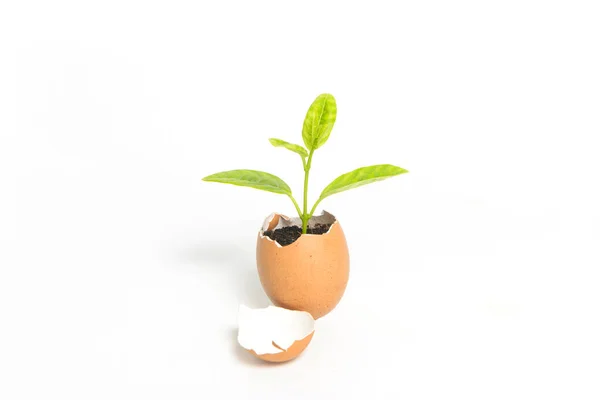 Close Green Plant Growing Eggshell Isolated White Background New Life — Stock Photo, Image